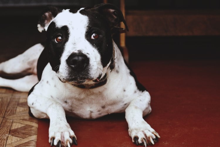 Bulldog breed in India