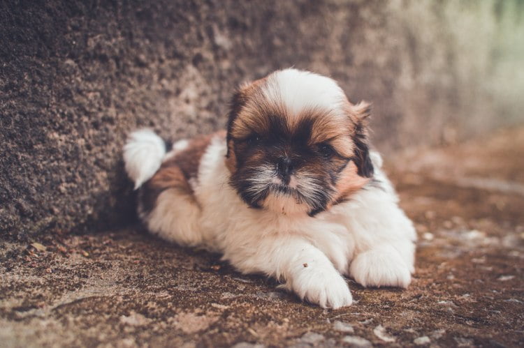 Shih Tzu dog breed in India