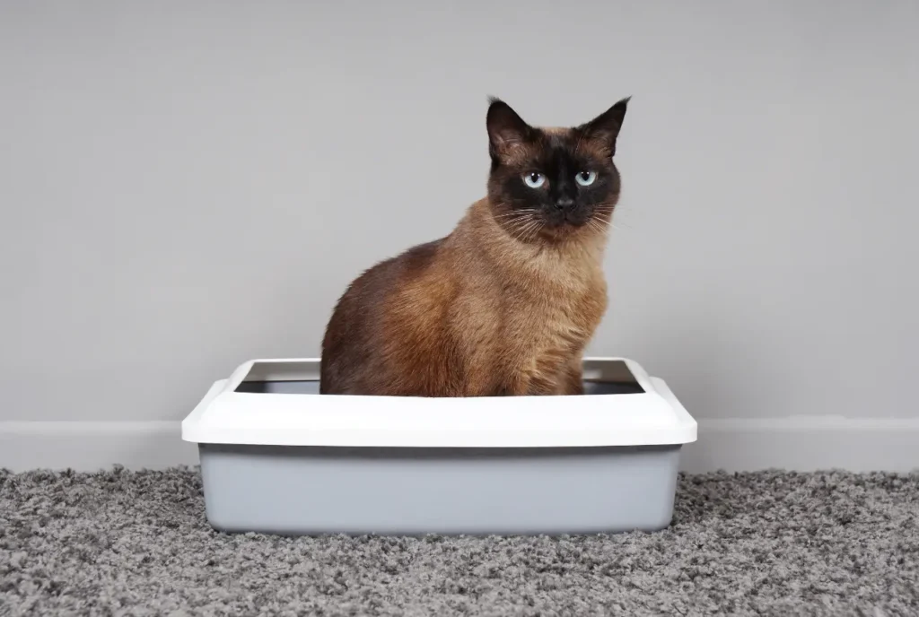 Choosing the Proper Litter Box Location