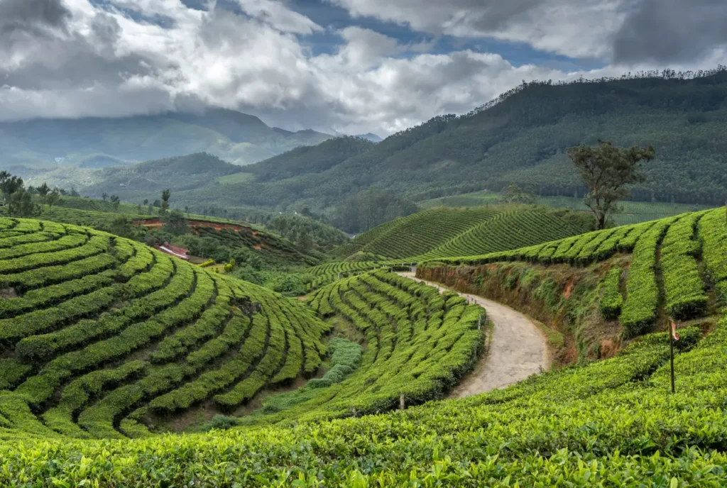 Banyan Grove, Gatoonga Tea Estate