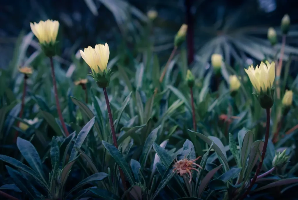 Glow Up Your Balcony with Night-Blooming Plants