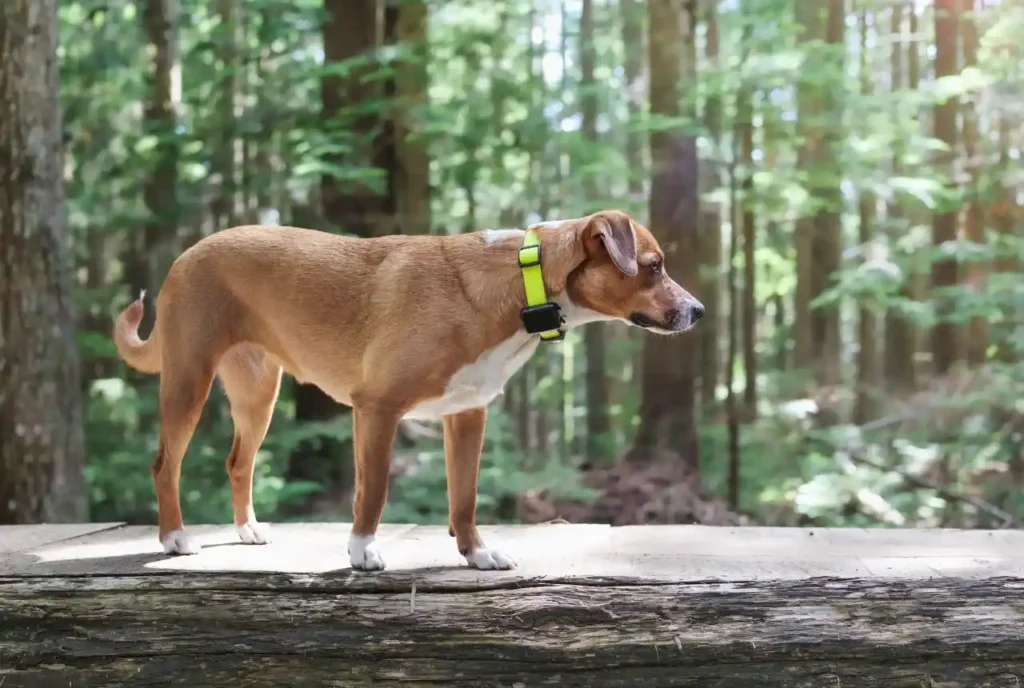 Wearable Health Trackers for Pets